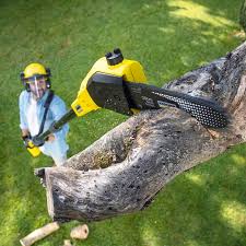 How Our Tree Care Process Works  in  Grantsburg, WI