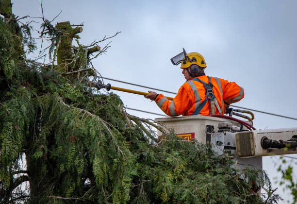 Best Storm Damage Tree Cleanup  in Grantsburg, WI