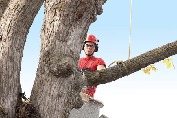 Best Tree Trimming and Pruning  in Grantsburg, WI